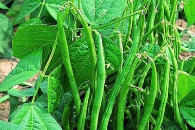 بذور فاصوليا خضراء للزراعة المنزلية والحدائق والحقول 300 جرام