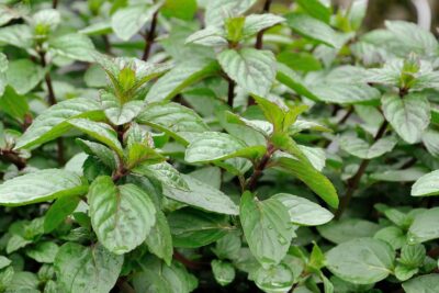 5 شتلات نعناع تشكلتس العطرية