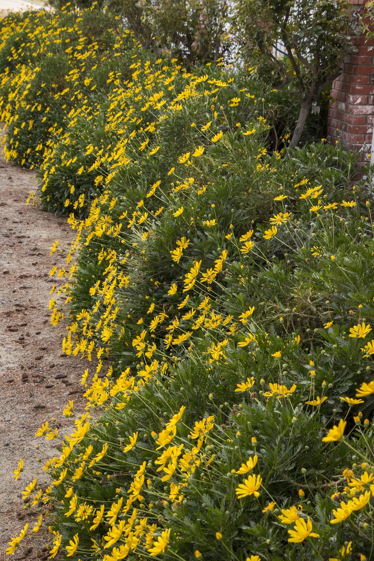 3 شتلات ايروبس زهور صفراء لتجميل البلكونة والنوافذ والحديقة - الصورة 3