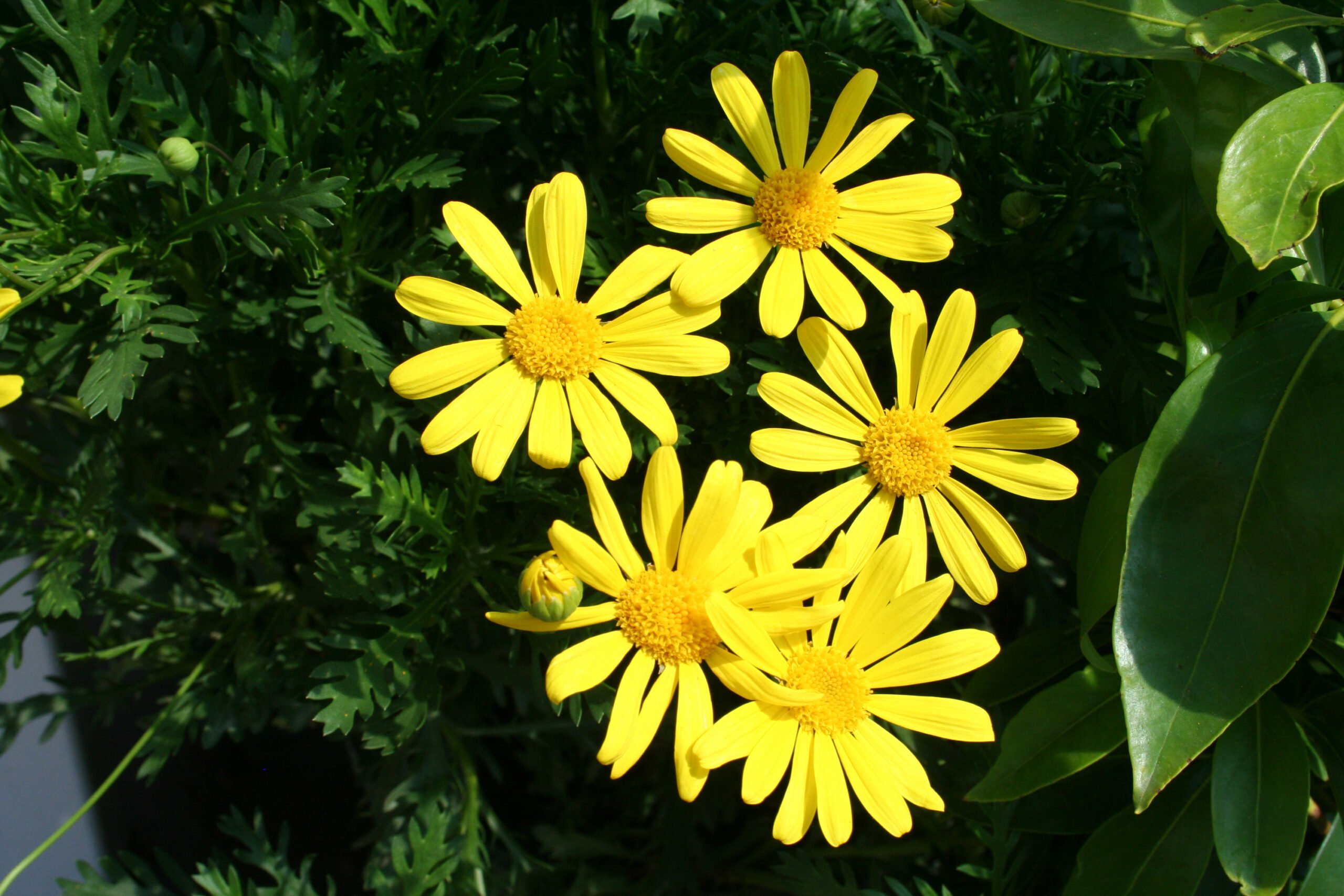 3 شتلات ايروبس زهور صفراء لتجميل البلكونة والنوافذ والحديقة - الصورة 5