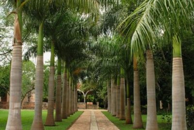 2 نخيل زينة ملوكي للزراعة المنزلية وتنسيق الحدائق