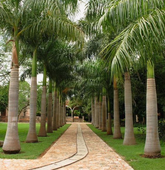 2 نخيل زينة ملوكي للزراعة المنزلية وتنسيق الحدائق