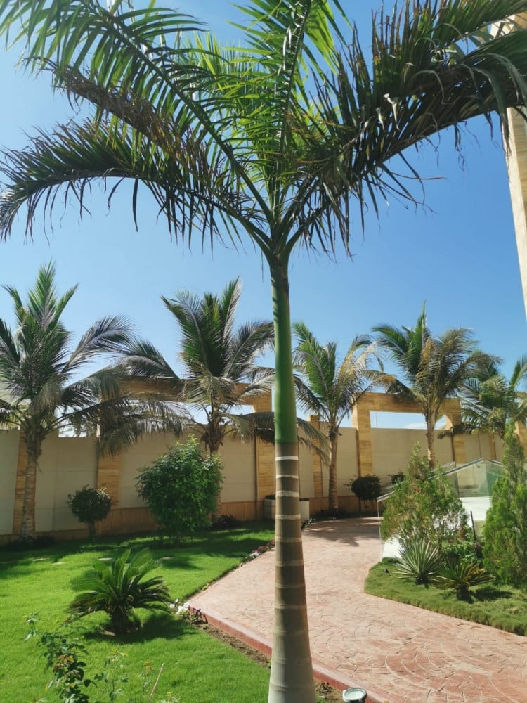 2 نخيل زينة ملوكي للزراعة المنزلية وتنسيق الحدائق - الصورة 4