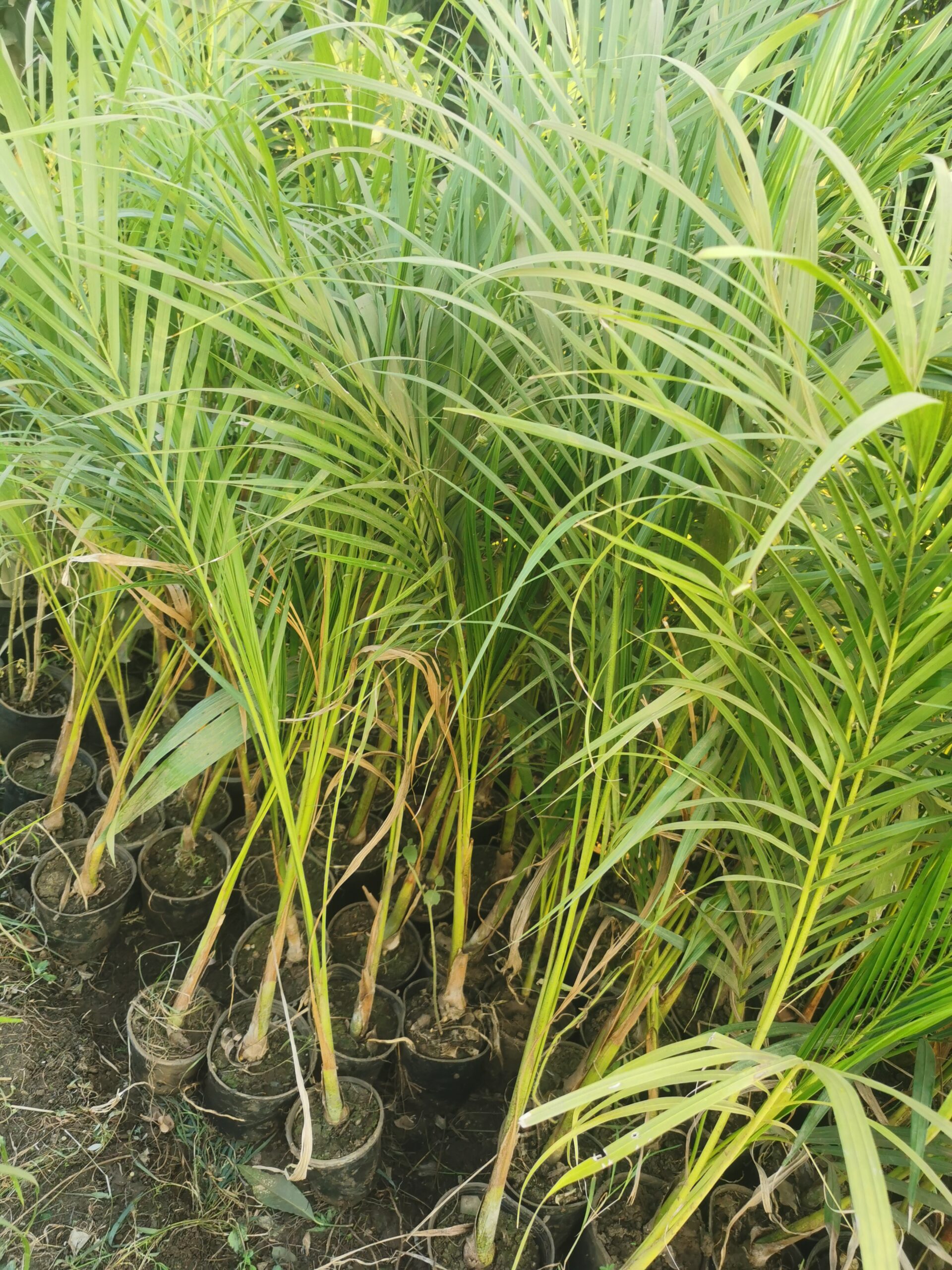 2 نخيل زينة ملوكي للزراعة المنزلية وتنسيق الحدائق - الصورة 7