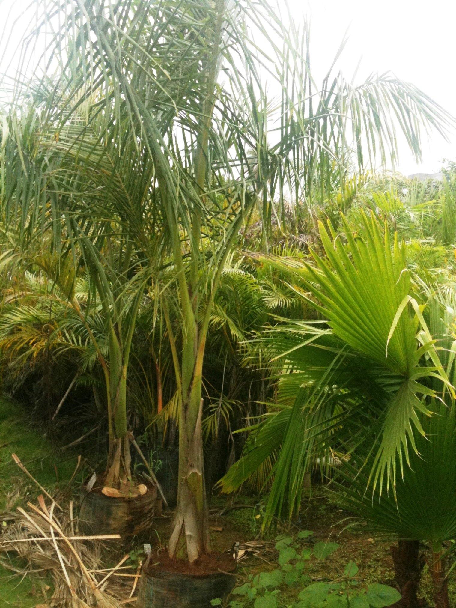 2 نخيل زينة ملوكي للزراعة المنزلية وتنسيق الحدائق - الصورة 5