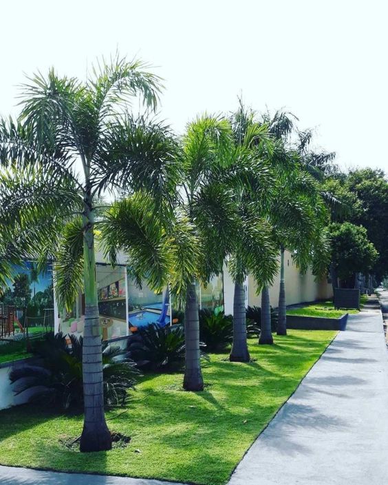 2 نخيل زينة ملوكي للزراعة المنزلية وتنسيق الحدائق - الصورة 6