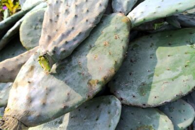 10 ألواح تين شوكي جاهزة للزراعة المنزلية في البلكونة والحديقة ولتسوير المزارع والأراضي