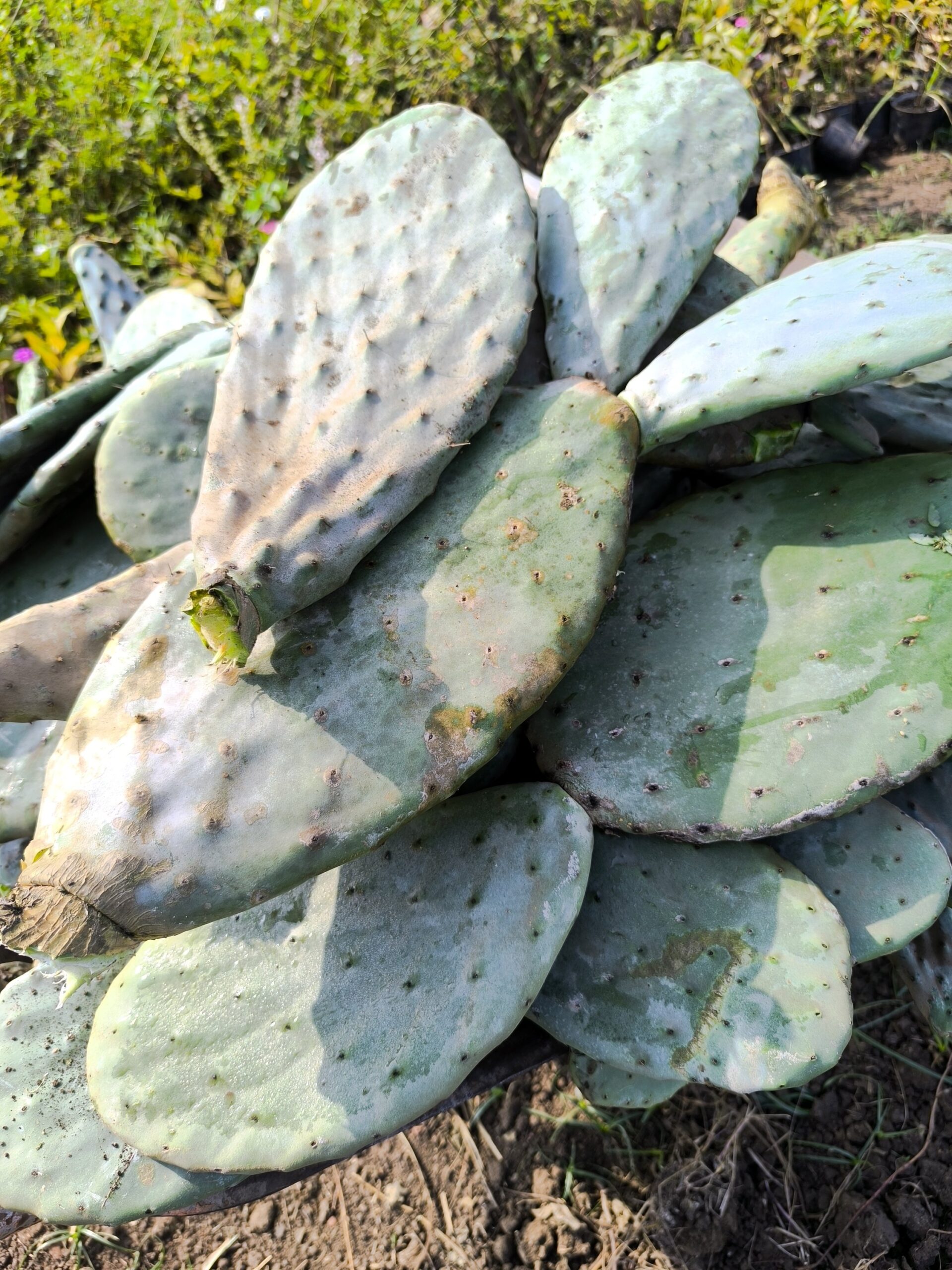 10 ألواح تين شوكي جاهزة للزراعة المنزلية في البلكونة والحديقة ولتسوير المزارع والأراضي