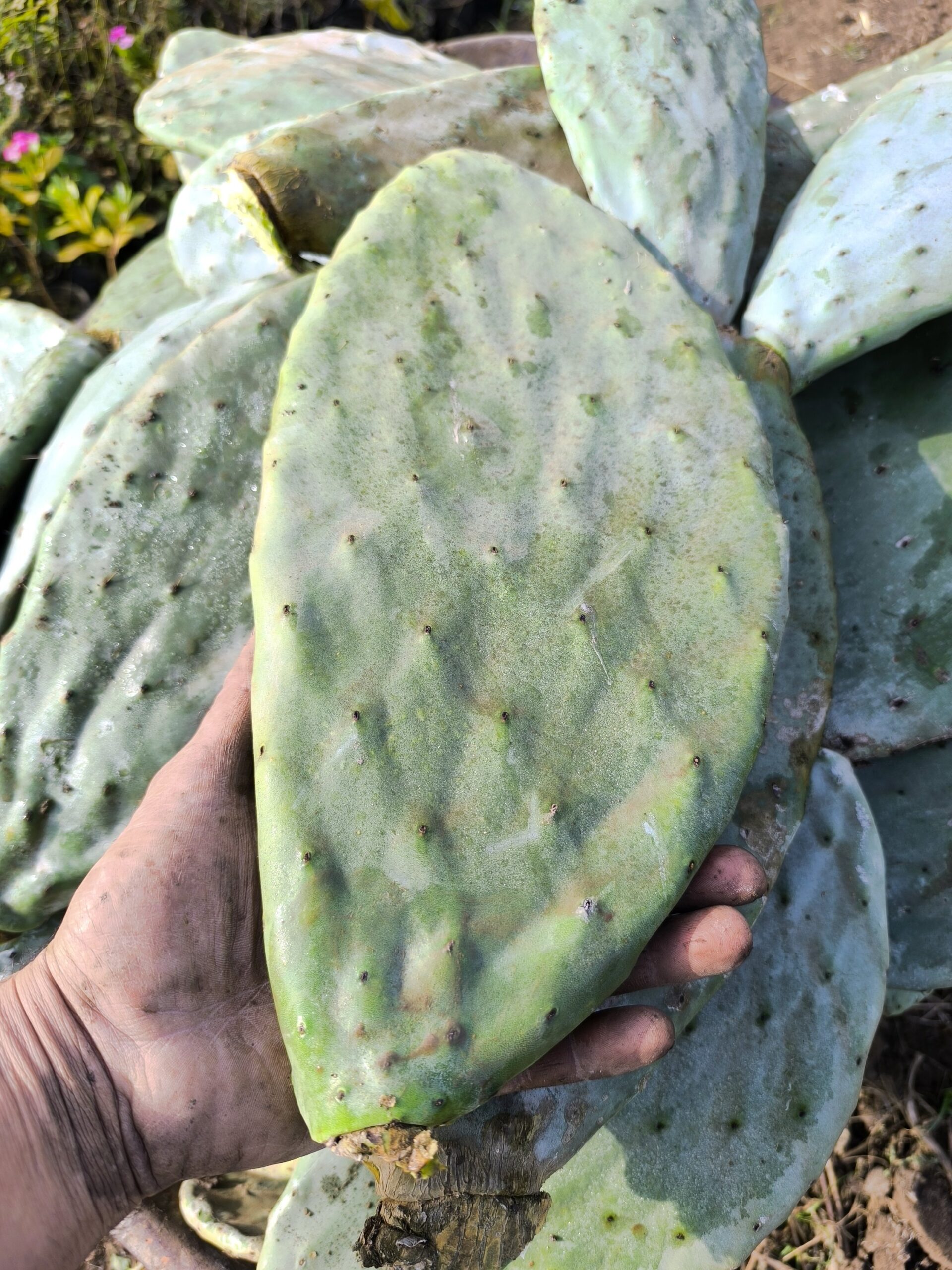 10 ألواح تين شوكي جاهزة للزراعة المنزلية في البلكونة والحديقة ولتسوير المزارع والأراضي - الصورة 7