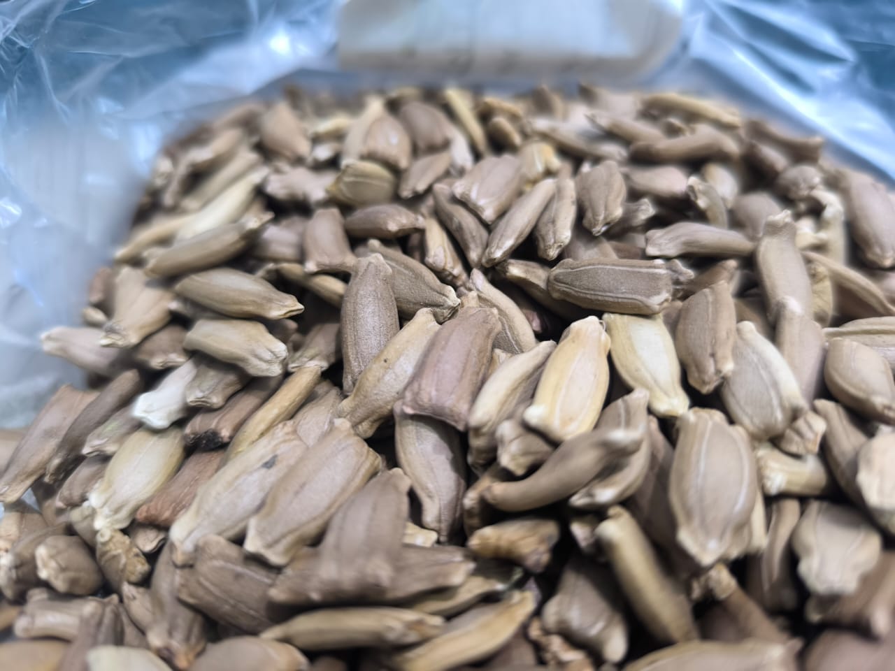 بذور اليقطين للزراعة المنزلية وتسمى الدباء Lagenaria siceraria وشجرة سيدنا يونس ولب خشب- عدد 25 بذرة - الصورة 6