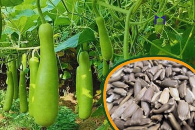 بذور اليقطين للزراعة المنزلية وتسمى الدباء Lagenaria siceraria وشجرة سيدنا يونس ولب خشب- عدد 25 بذرة