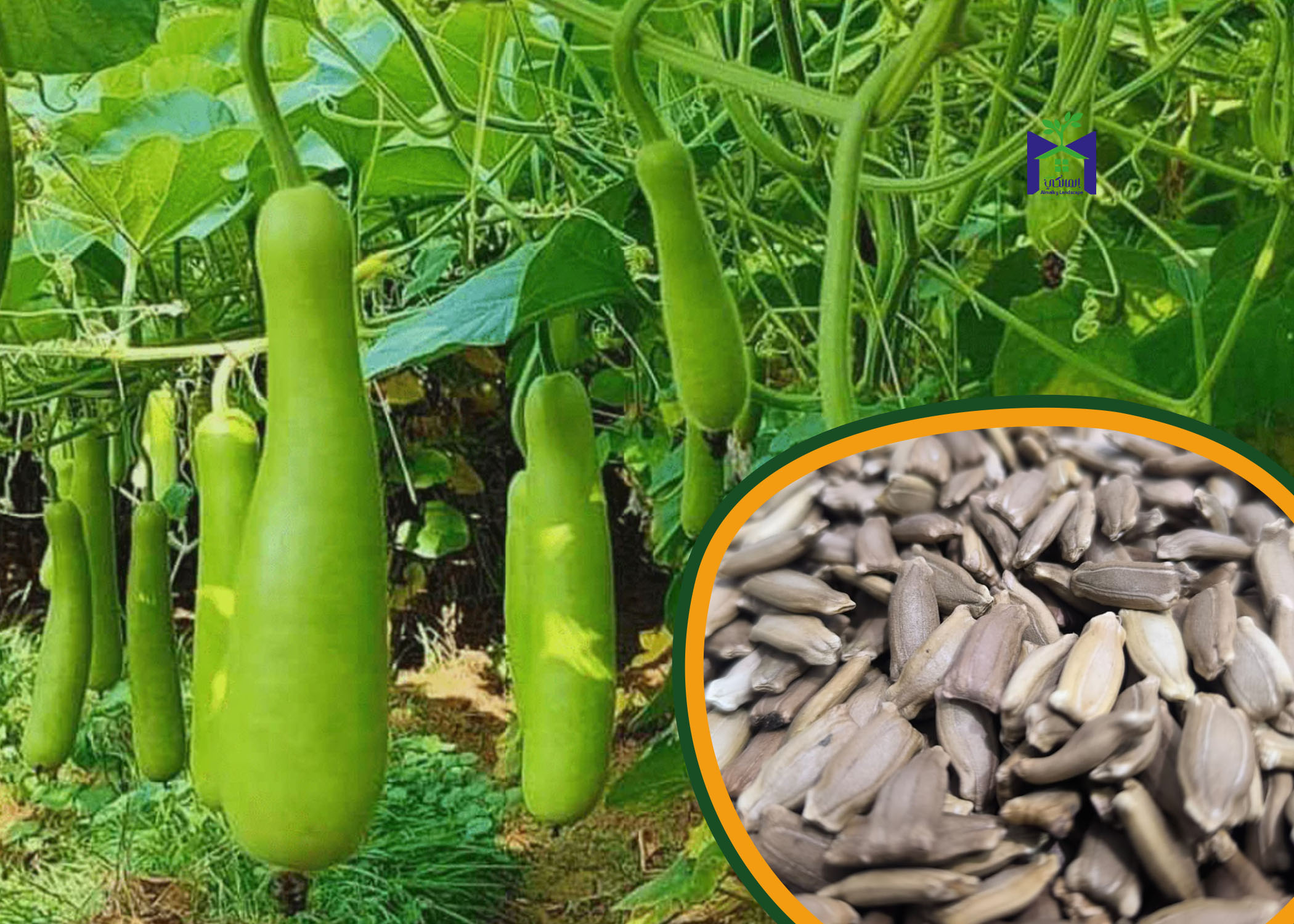 بذور اليقطين للزراعة المنزلية وتسمى الدباء Lagenaria siceraria وشجرة سيدنا يونس ولب خشب- عدد 25 بذرة