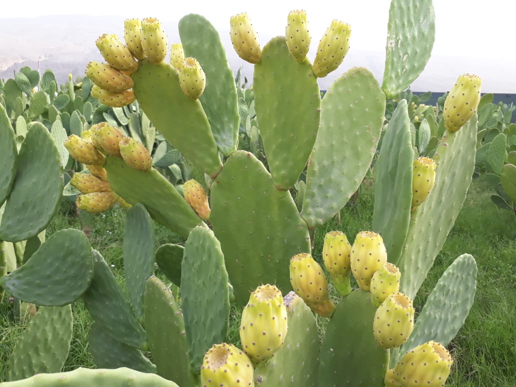 10 ألواح تين شوكي جاهزة للزراعة المنزلية في البلكونة والحديقة ولتسوير المزارع والأراضي - الصورة 2