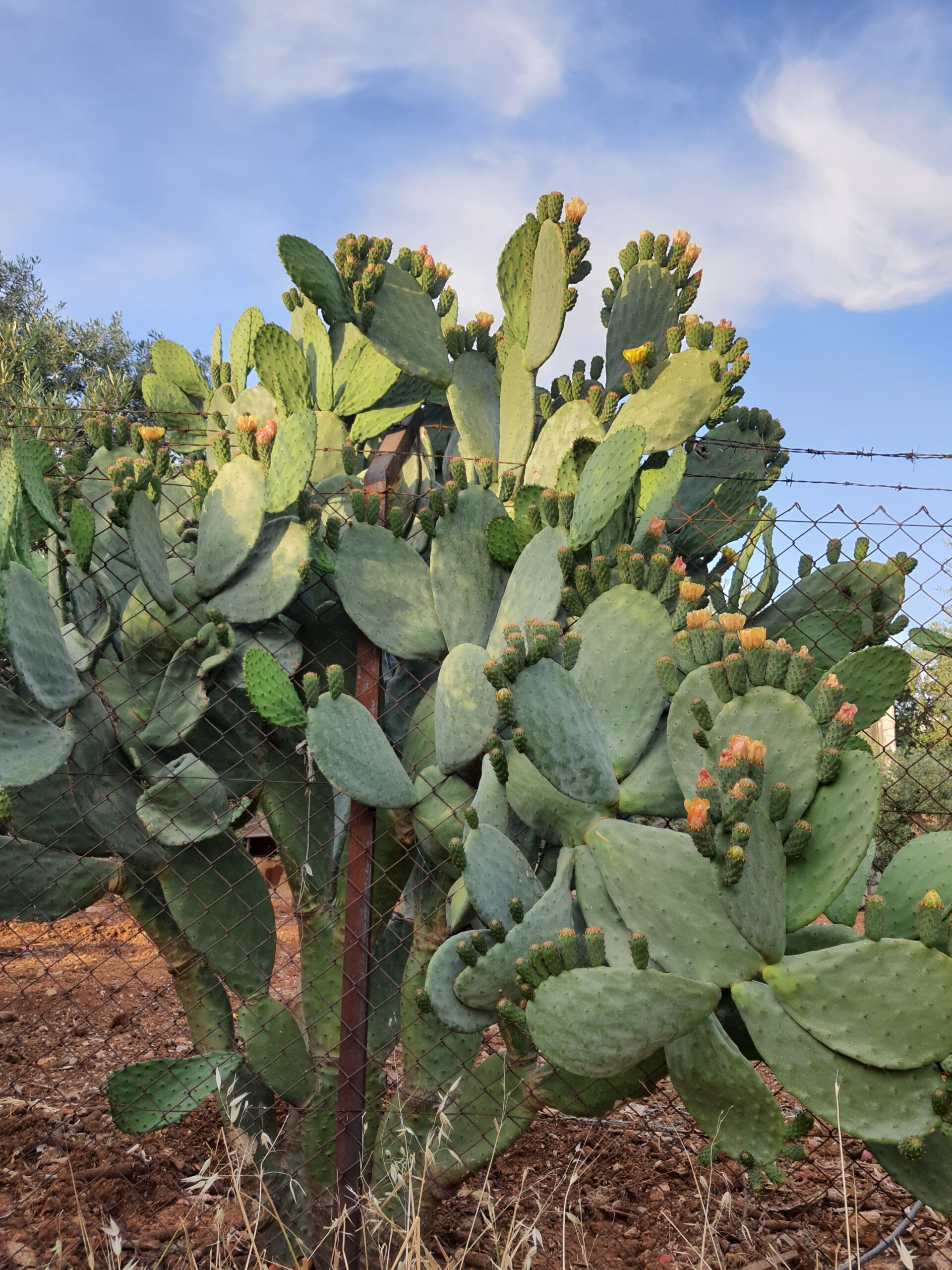 10 ألواح تين شوكي جاهزة للزراعة المنزلية في البلكونة والحديقة ولتسوير المزارع والأراضي - الصورة 5