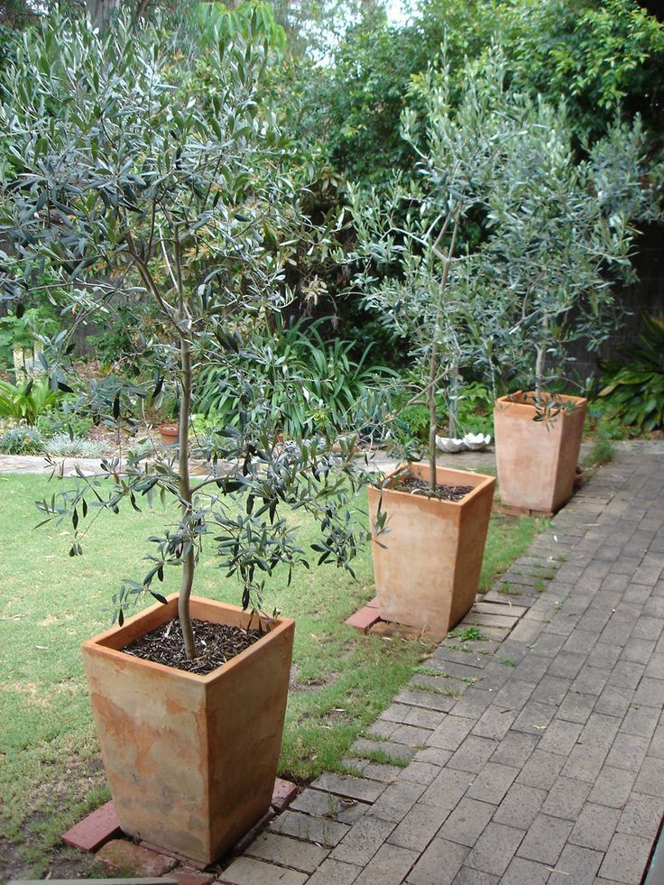 4 أشجار زيتون صغيرة للزراعة المنزلية في الحديقة أو في الأصيص، معمرة ودائمة الخضرة منظر جمالي طبيعي وثمار - الصورة 3