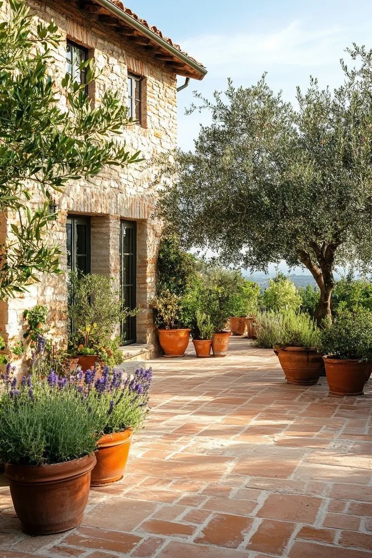 4 أشجار زيتون صغيرة للزراعة المنزلية في الحديقة أو في الأصيص، معمرة ودائمة الخضرة منظر جمالي طبيعي وثمار - الصورة 4