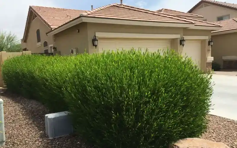 10شتلات دودونيا،لزراعة سياج شجري بطول 5 متر - الصورة 3