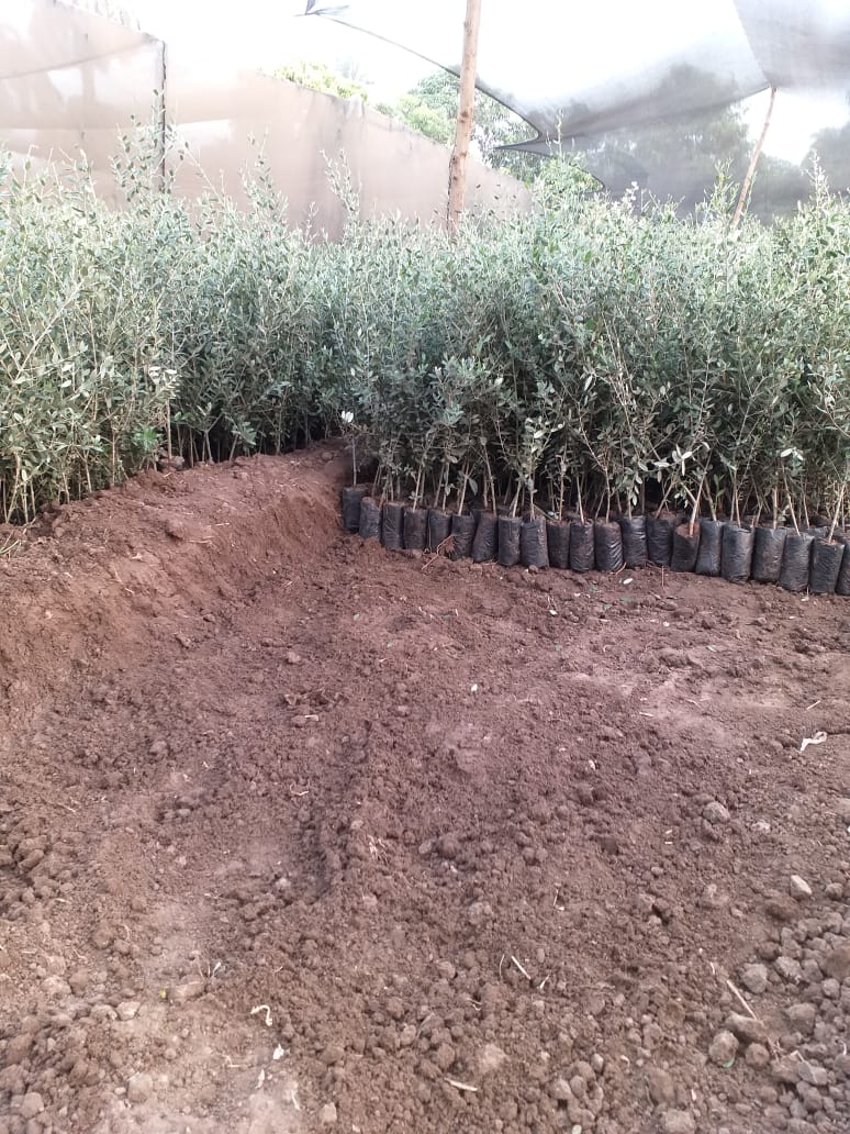 4 أشجار زيتون صغيرة للزراعة المنزلية في الحديقة أو في الأصيص، معمرة ودائمة الخضرة منظر جمالي طبيعي وثمار - الصورة 6