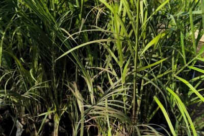 2 نخيل اريكا مثلثة طبيعية للفلل والقصور للزراعة المنزلية في البلكونة والحديقة Dypsis decaryi Palm