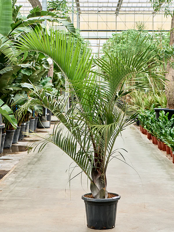 ⁦2 نخيل اريكا مثلثة طبيعية للفلل والقصور للزراعة المنزلية في البلكونة والحديقة  Dypsis decaryi Palm⁩ - الصورة ⁦12⁩