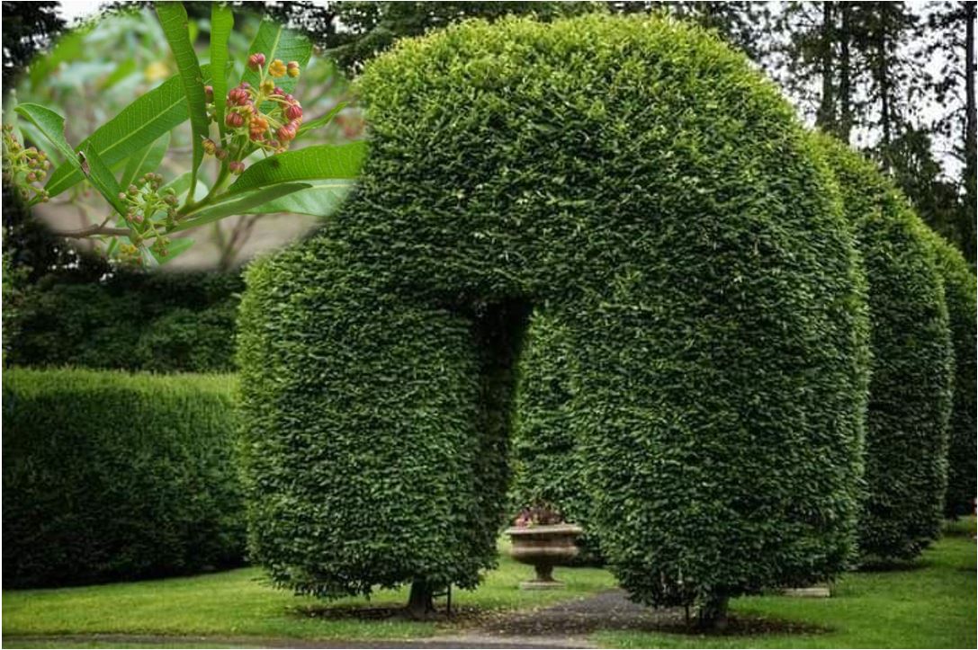 10شتلات دودونيا،لزراعة سياج شجري بطول 5 متر - الصورة 2