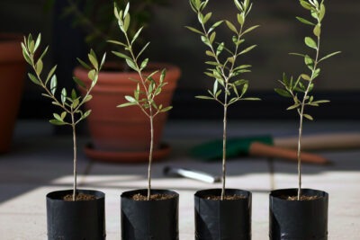4 أشجار زيتون صغيرة للزراعة المنزلية في الحديقة أو في الأصيص، معمرة ودائمة الخضرة منظر جمالي طبيعي وثمار