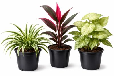 مجموعة 3 نباتات ظل للزراعة للمنزل والحديقة: سنجونيوم وعنكبوت وكوردلين جميلة المظهر ومنقية للهواء