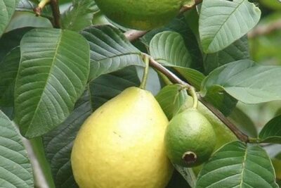 شجرة جوافة للزراعة المنزلية في اصيص أو في الحديقة