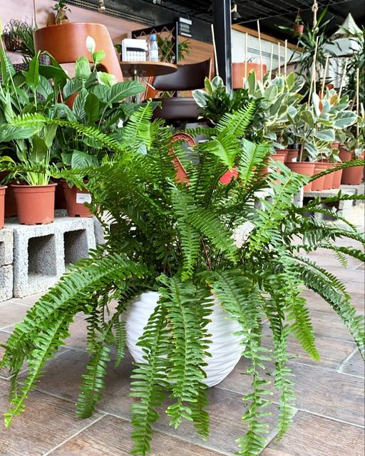 نبات الفوجير للزراعة في أماكن الظل في البلكونات والحدائق - الصورة 12