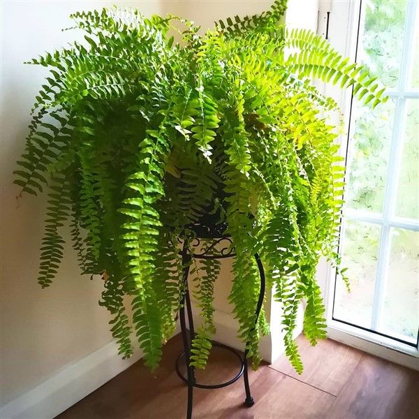 نبات الفوجير للزراعة في أماكن الظل في البلكونات والحدائق - الصورة 9