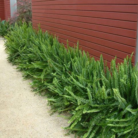 نبات الفوجير للزراعة في أماكن الظل في البلكونات والحدائق - الصورة 2