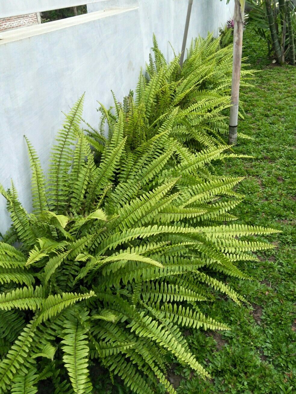 نبات الفوجير للزراعة في أماكن الظل في البلكونات والحدائق - الصورة 3