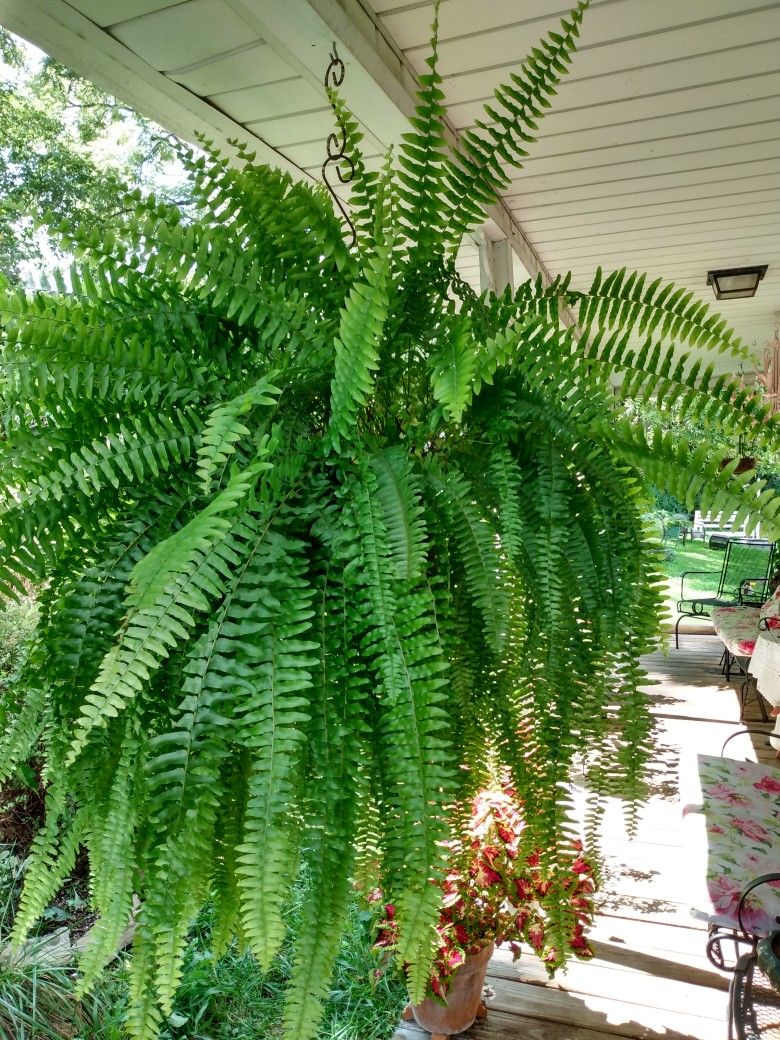 نبات الفوجير للزراعة في أماكن الظل في البلكونات والحدائق - الصورة 5