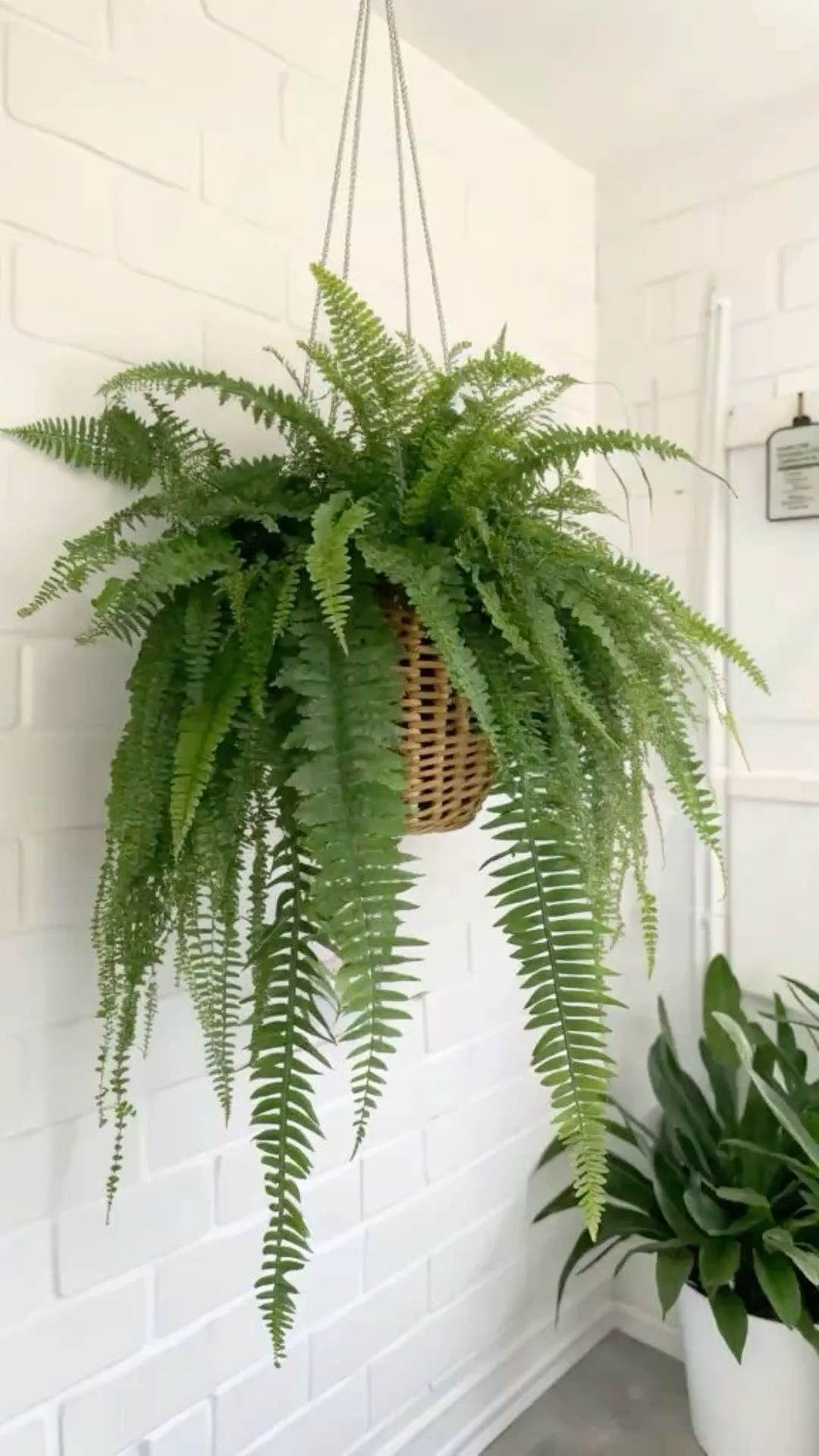 نبات الفوجير للزراعة في أماكن الظل في البلكونات والحدائق - الصورة 8