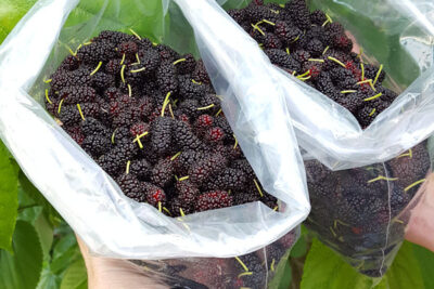 2 شتلات توت أحمر قزمية للزراعة في البلكونة والحديقة مثمرة في الربيع صنف مستورد عالي الانتاجية مع الجمال الخضري للورقة الكبيرة اللامعة