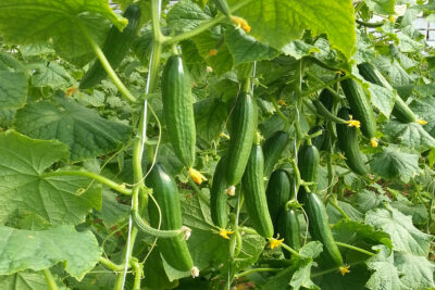 عدد 20 شتلة خيار للزراعة في البلكونة في أصيص أو في الحديقة + 10 متر سلك للتسلق