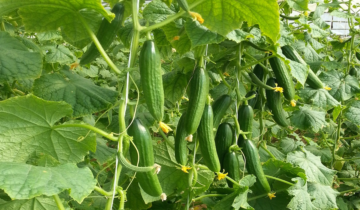 عدد 20 شتلة خيار للزراعة في البلكونة في أصيص أو في الحديقة + 10 متر سلك للتسلق