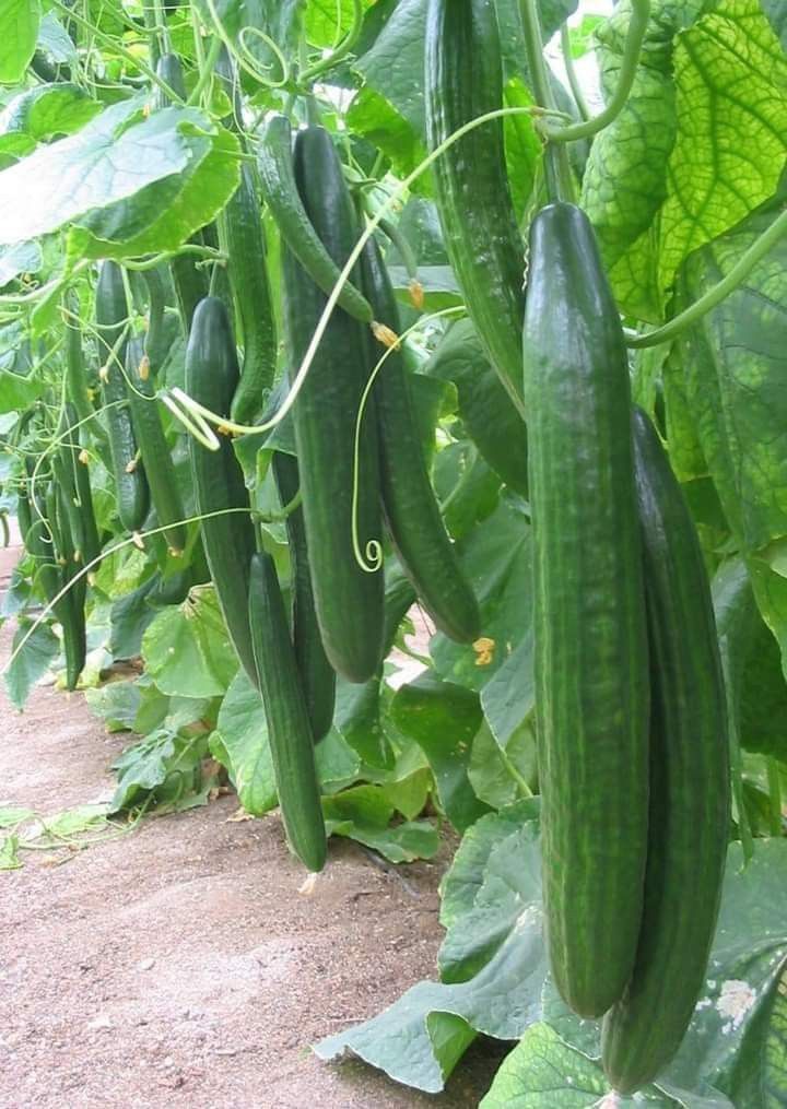 عدد 20 شتلة خيار للزراعة في البلكونة في أصيص أو في الحديقة + 10 متر سلك للتسلق - الصورة 3