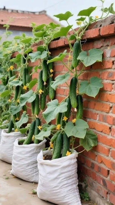 عدد 20 شتلة خيار للزراعة في البلكونة في أصيص أو في الحديقة + 10 متر سلك للتسلق - الصورة 4
