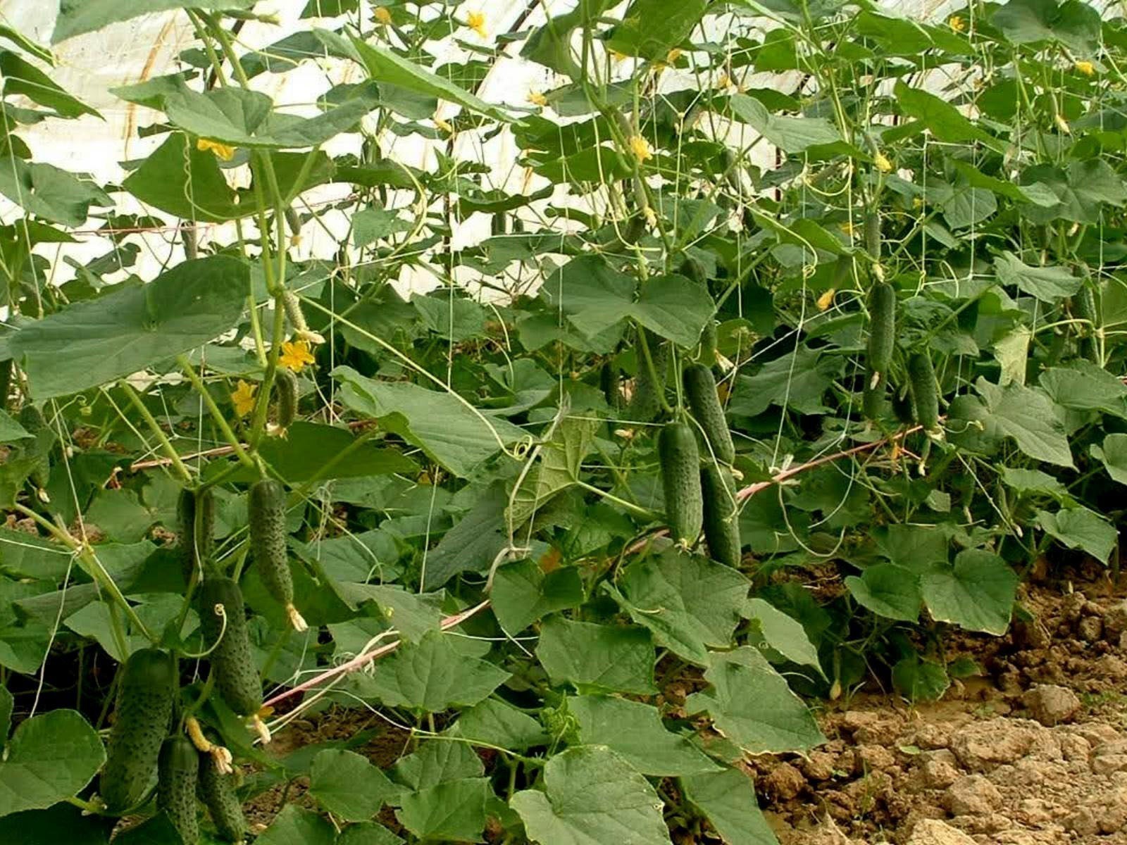 عدد 20 شتلة خيار للزراعة في البلكونة في أصيص أو في الحديقة + 10 متر سلك للتسلق - الصورة 9