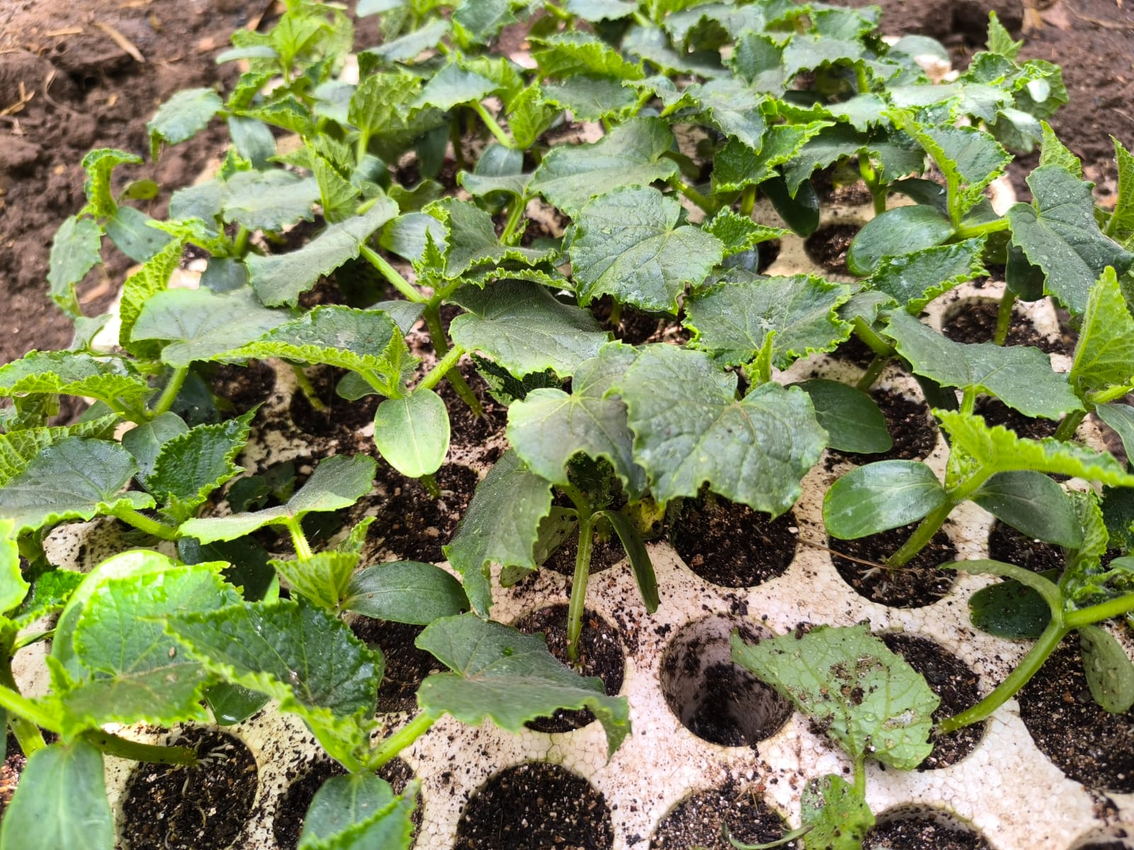 عدد 20 شتلة خيار للزراعة في البلكونة في أصيص أو في الحديقة + 10 متر سلك للتسلق - الصورة 13