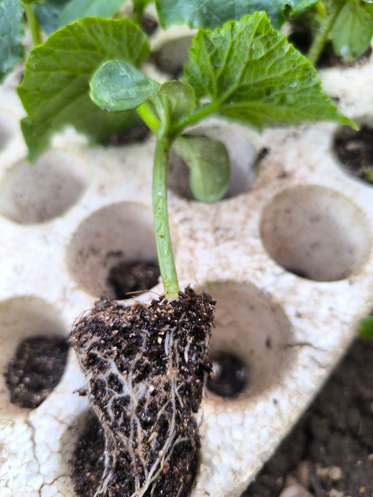 عدد 20 شتلة خيار للزراعة في البلكونة في أصيص أو في الحديقة + 10 متر سلك للتسلق - الصورة 14